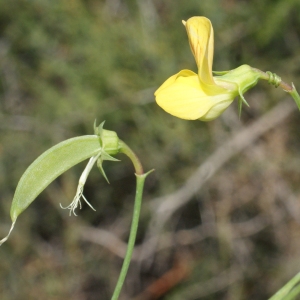 Photographie n°768616 du taxon Lathyrus annuus L. [1753]