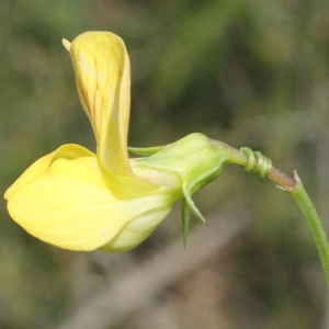 Photographie n°768617 du taxon Lathyrus annuus L. [1753]