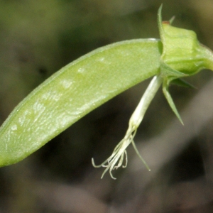 Photographie n°768618 du taxon Lathyrus annuus L. [1753]