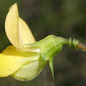 Photographie n°768619 du taxon Lathyrus annuus L. [1753]