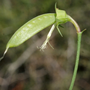 Photographie n°768620 du taxon Lathyrus annuus L. [1753]