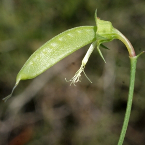 Photographie n°768621 du taxon Lathyrus annuus L. [1753]