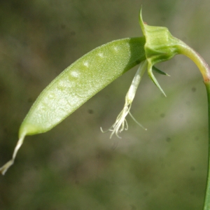 Photographie n°768622 du taxon Lathyrus annuus L. [1753]