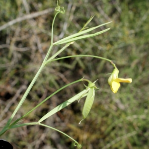 Photographie n°768623 du taxon Lathyrus annuus L. [1753]