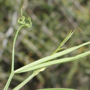 Photographie n°768624 du taxon Lathyrus annuus L. [1753]