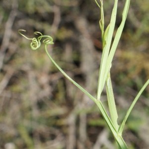 Photographie n°768625 du taxon Lathyrus annuus L. [1753]