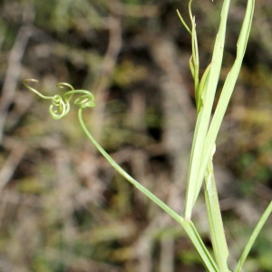 Photographie n°768626 du taxon Lathyrus annuus L. [1753]