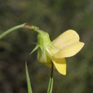 Photographie n°768627 du taxon Lathyrus annuus L. [1753]