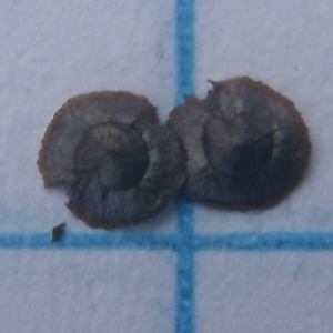 Photographie n°768632 du taxon Linaria simplex (Willd.) DC. [1805]