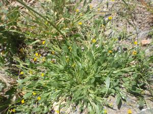 Genevieve Botti, le 21 mai 2016 (Roquebrun)