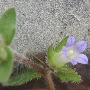  - Campanula erinus L.