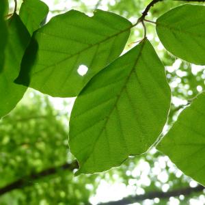 Photographie n°768693 du taxon Fagus sylvatica L. [1753]