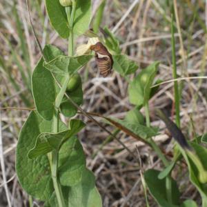 Photographie n°768853 du taxon Aristolochia rotunda L. [1753]