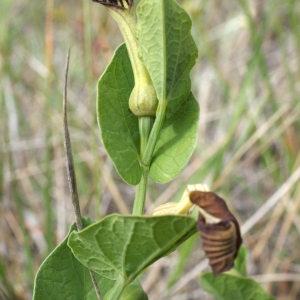 Photographie n°768856 du taxon Aristolochia rotunda L. [1753]