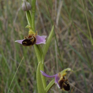 Photographie n°768862 du taxon Ophrys apifera Huds. [1762]