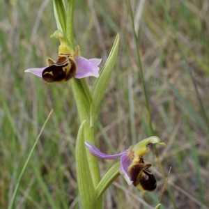 Photographie n°768863 du taxon Ophrys apifera Huds. [1762]