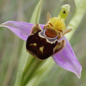 Photographie n°768870 du taxon Ophrys apifera Huds. [1762]