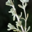  Liliane Roubaudi - Teucrium dunense Sennen [1925]