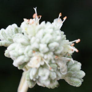 Photographie n°768885 du taxon Teucrium dunense Sennen [1925]