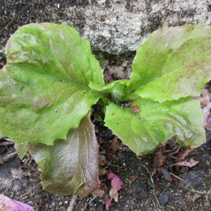 Photographie n°768936 du taxon Lactuca sativa L. [1753]