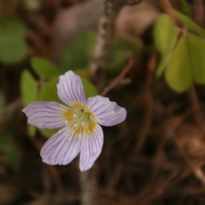  - Oxalis acetosella L.