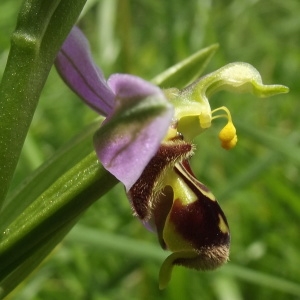 Photographie n°769010 du taxon Ophrys apifera Huds. [1762]