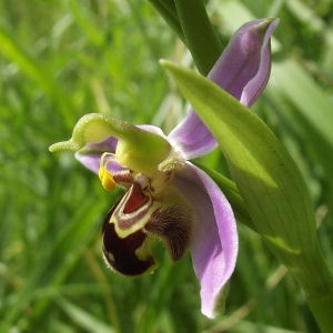 Photographie n°769011 du taxon Ophrys apifera Huds. [1762]