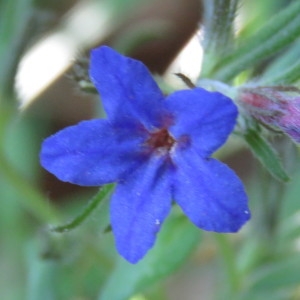 Photographie n°769068 du taxon Buglossoides purpurocaerulea (L.) I.M.Johnst. [1954]