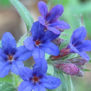Photographie n°769069 du taxon Buglossoides purpurocaerulea (L.) I.M.Johnst. [1954]