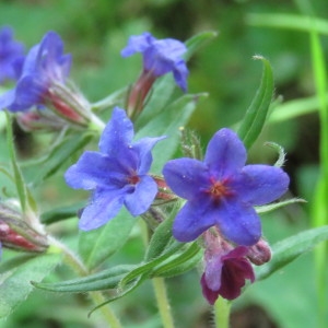 Photographie n°769070 du taxon Buglossoides purpurocaerulea (L.) I.M.Johnst. [1954]