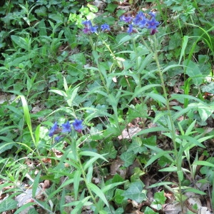 Photographie n°769071 du taxon Buglossoides purpurocaerulea (L.) I.M.Johnst. [1954]