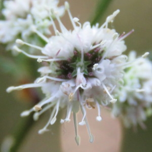 Photographie n°769073 du taxon Sanicula europaea L. [1753]