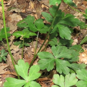 Photographie n°769074 du taxon Sanicula europaea L. [1753]