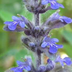 Photographie n°769075 du taxon Ajuga reptans L. [1753]