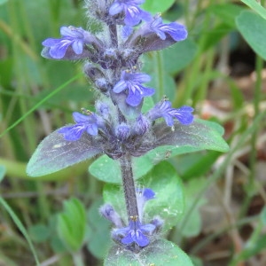 Photographie n°769076 du taxon Ajuga reptans L. [1753]