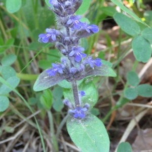 Photographie n°769077 du taxon Ajuga reptans L. [1753]