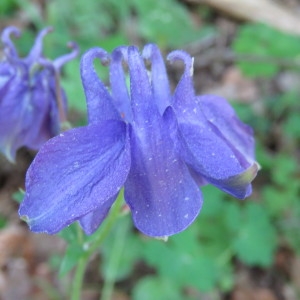 Photographie n°769079 du taxon Aquilegia vulgaris L. [1753]