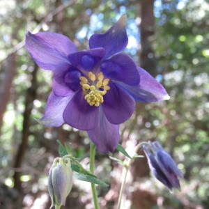 Photographie n°769082 du taxon Aquilegia vulgaris L. [1753]