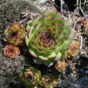 Photographie n°769091 du taxon Sempervivum tectorum L. [1753]