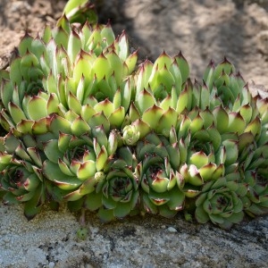 Photographie n°769092 du taxon Sempervivum tectorum L. [1753]