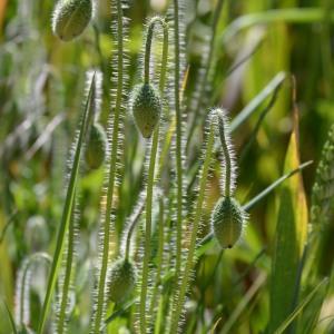 Photographie n°769095 du taxon Papaver rhoeas L. [1753]