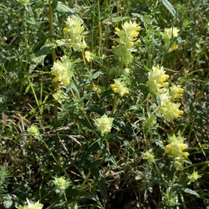 Photographie n°769098 du taxon Rhinanthus alectorolophus (Scop.) Pollich [1777]