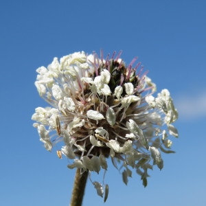 Photographie n°769162 du taxon Plantago argentea Chaix [1786]