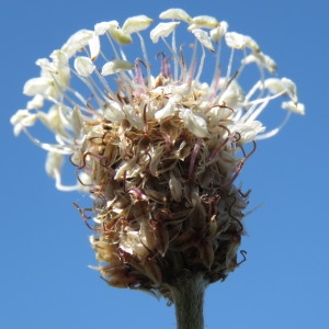 Photographie n°769163 du taxon Plantago argentea Chaix [1786]