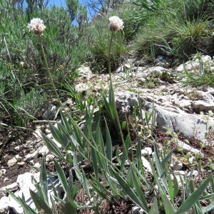 Photographie n°769166 du taxon Plantago argentea Chaix [1786]