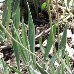 Photographie n°769167 du taxon Plantago argentea Chaix [1786]