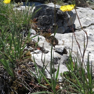 Photographie n°769170 du taxon Ranunculus gramineus L. [1753]