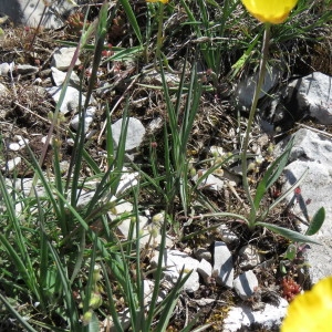 Photographie n°769171 du taxon Ranunculus gramineus L. [1753]