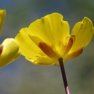 Photographie n°769172 du taxon Ranunculus gramineus L. [1753]