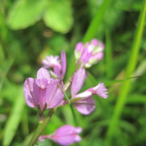 Photographie n°769280 du taxon Polygala vulgaris L. [1753]